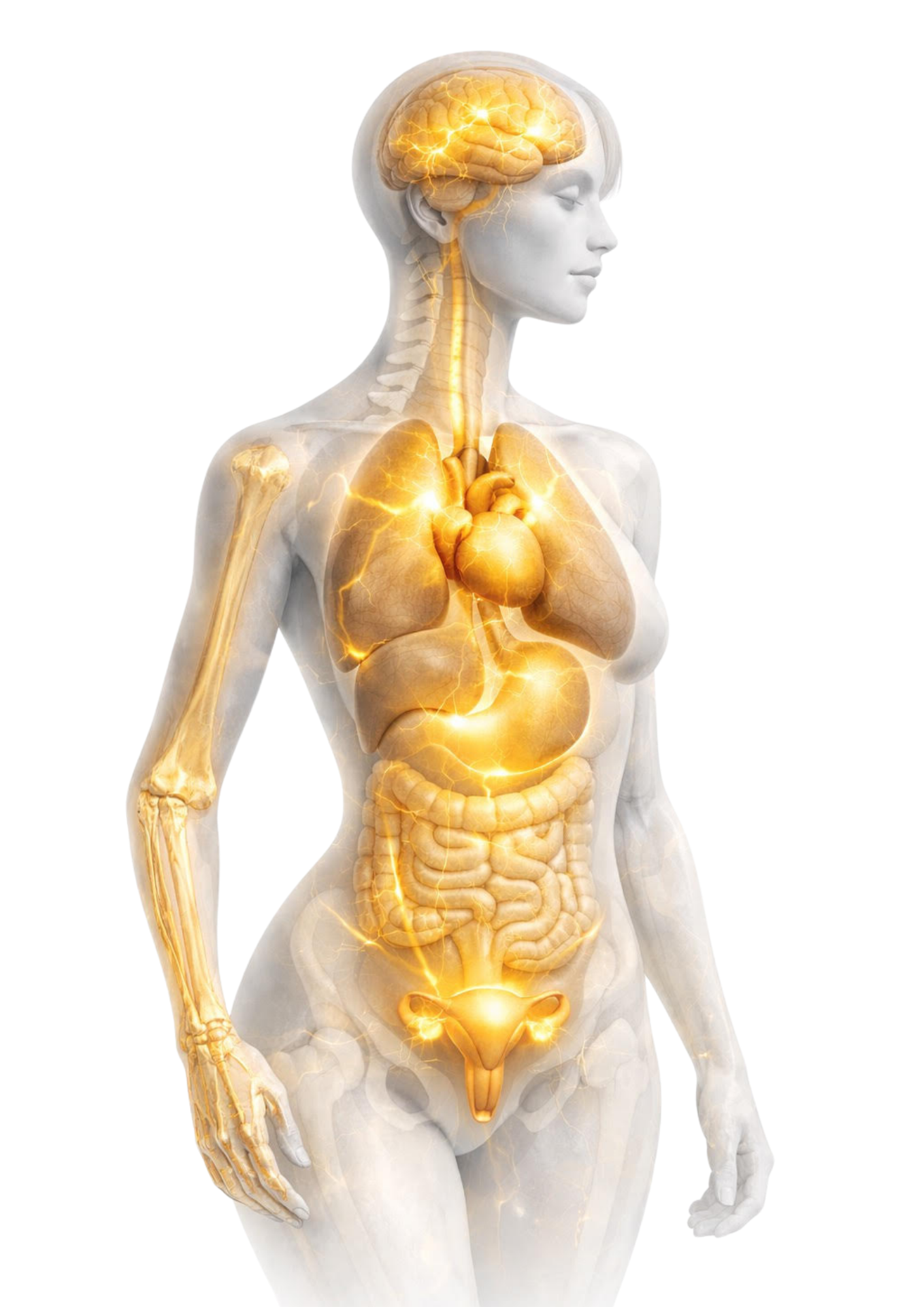 Human body with highlighted organs